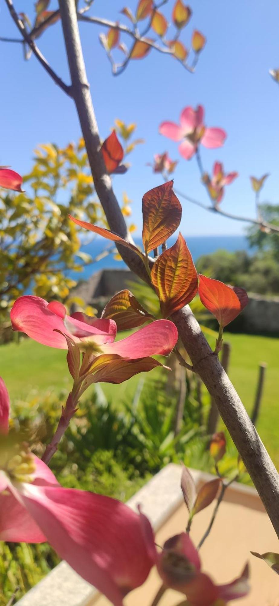 Il Giardino Sull'Isola - Appartamento - Берджеджи Экстерьер фото